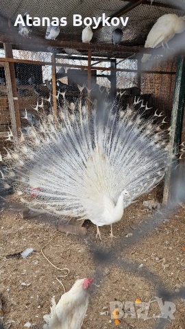 продавам пауни, снимка 3 - други­ - 53135523