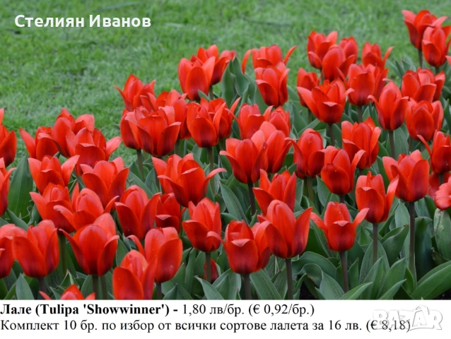 СОРТОВИ ЛАЛЕТА – ЛУКОВИЦИ - част 2, снимка 10 - Сортови семена и луковици - 52372863