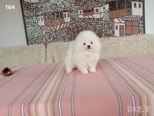 Мини бели Померани. Реални снимки от 21.03.26, снимка 3 - Померан - 53910961