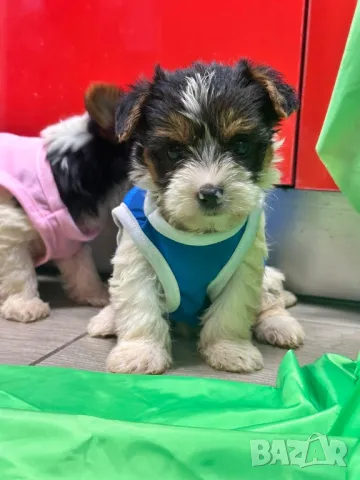 Мини йоркширски териер бийвър, снимка 1