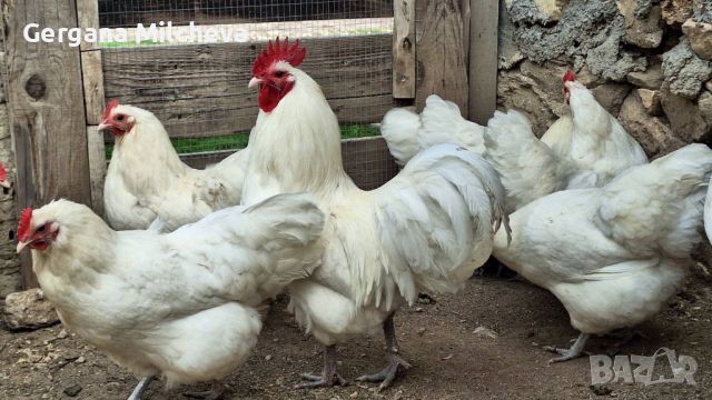 Яйца от бял австралорп , снимка 3 - Кокошки и пуйки - 45227477