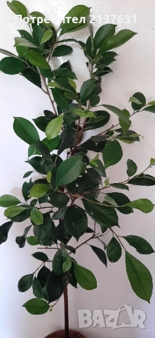 ЖЕН ШЕН - СТАЙНО ЦВЕТЕ , снимка 3 - Стайни растения - 51785614