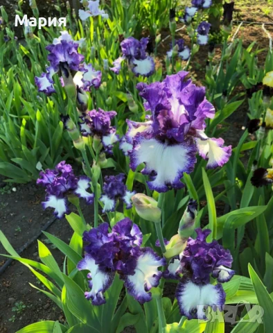 Сортови вискоки ириси /брадати ириси/обикновенни ириси, снимка 3 - Градински цветя и растения - 50578301