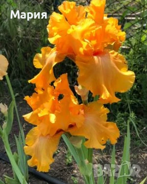 Сортови вискоки ириси /брадати ириси/обикновенни ириси, снимка 4 - Градински цветя и растения - 50578301