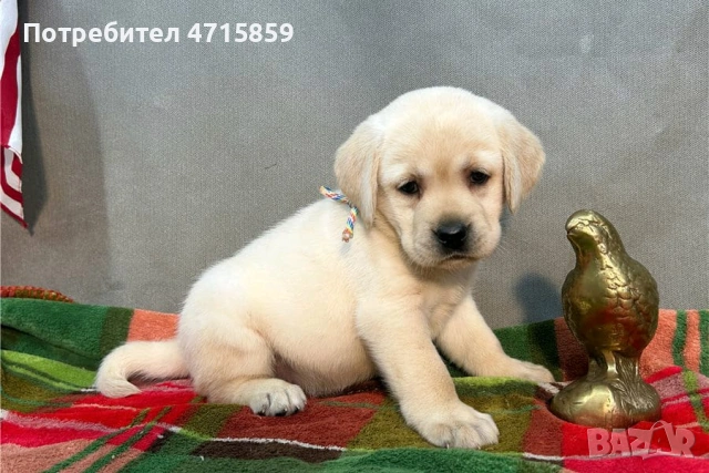 Игриви мъжки и женски кученца лабрадор