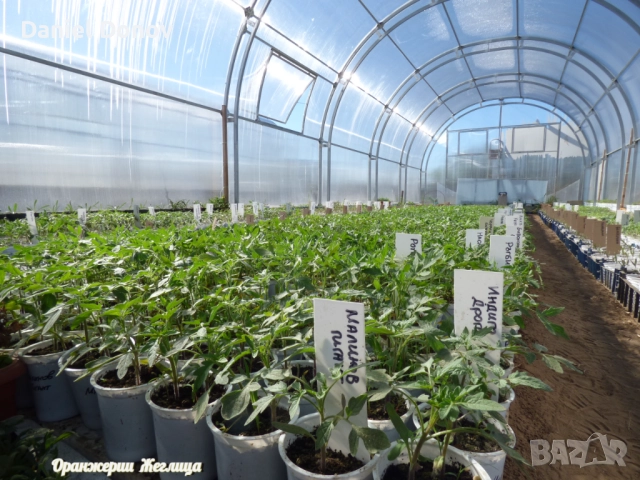 КАТАЛОГ РАЗСАДИ ПРОЛЕТ-ЛЯТО 2026, снимка 11 - Разсади - 52473586