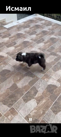 Здравейте малко мъжко кученце Акита, снимка 4 - Акита ину - 53844541