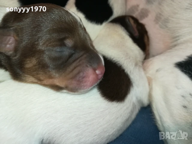 ДЖАК РЪСЕЛ-КУТРЕТА 250ЛВ ЗА ЕДНО 1708251005, снимка 9 - Джак ръсел териер - 51390012