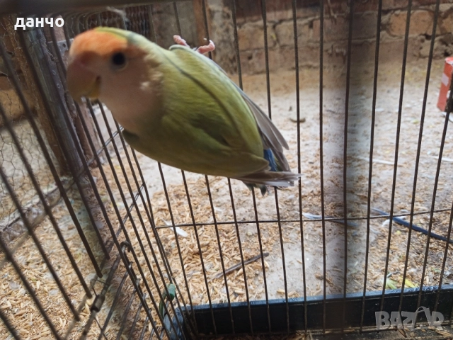 продавам неразделка , снимка 6 - Папагали - 51630295