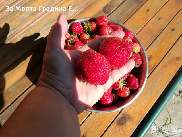 Ягода - Мадам Муто, снимка 5 - Разсади - 53623813