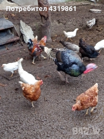 Птици за продан, снимка 3 - За птици - 52336276