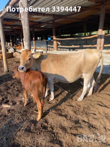 електропастир 5 J комплект с фотоволтаичен парк и чисто нов контролер , снимка 9 - Други - 51921655