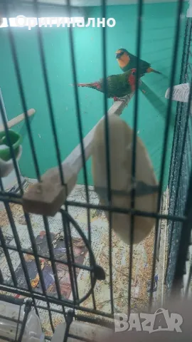 Амадини Канарчета , снимка 13 - Амадини - 49771329