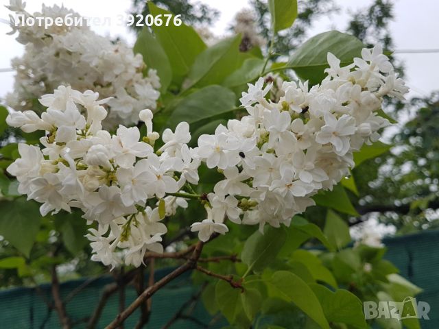 Люляк, снимка 1 - Градински цветя и растения - 45570876