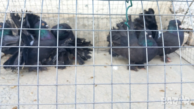 Продавам гълъбите от снимките , снимка 3 - Гълъби - 53144161