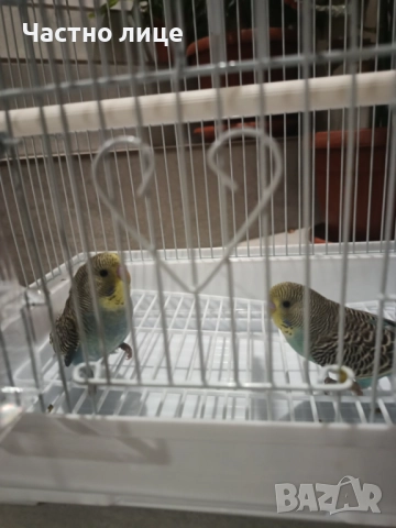 Вълнисти папагали 