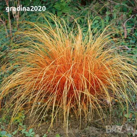 Карекс - Декоративна трева