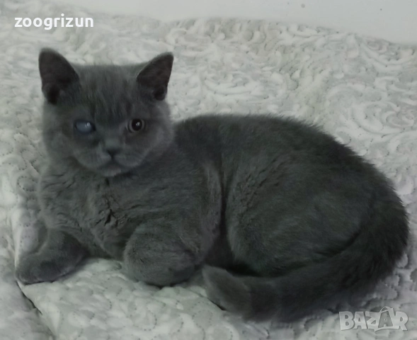 Шотландско котенце, снимка 4 - Други - 53172089