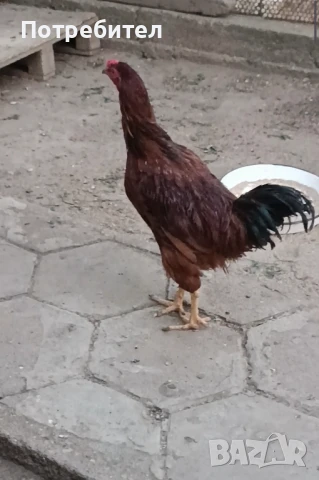 Петли и ярки Ексел, снимка 1