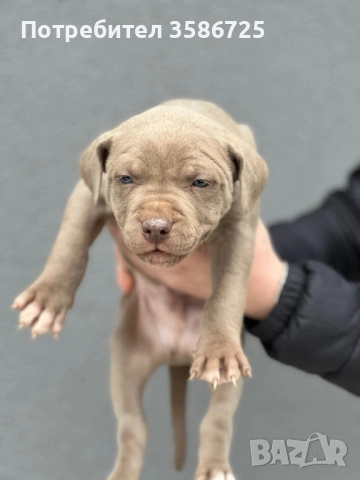 Питбул blue fawn, снимка 4 - Питбул - 53942747