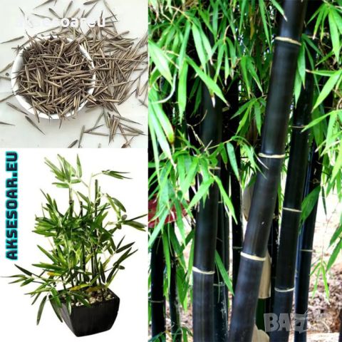 100 бр. бамбукови семена - Phyllostachys nigra - Издръжлив рядък вид вечнозелен черен бамбук, снимка 5 - Сортови семена и луковици - 46470712