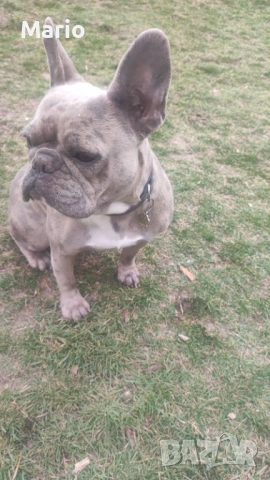 Френски Булдог, снимка 8 - Френски булдог - 53883096