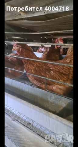 продавам кокошки носачки за яйца на 11 месеца, снимка 1 - други­ - 45036931