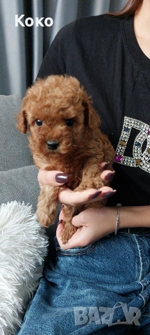 Той пудел/пудели , снимка 5 - Пудели - 52675949