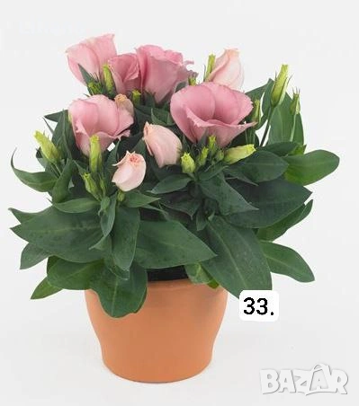 Семена (проф) Лизиантус ( Еустома), снимка 8 - Градински цветя и растения - 53397299