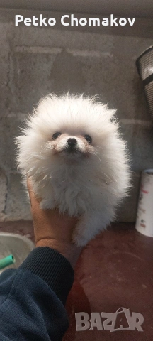 померан, снимка 8 - Померан - 53070875
