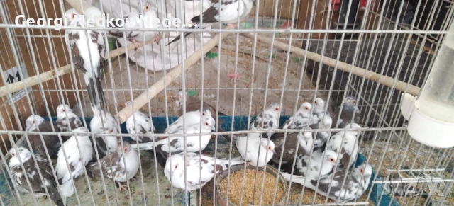 Продавам шарени диамантени гугутки , снимка 4 - Папагали - 50650681