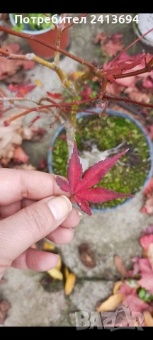 бонсай японски клен bonsai Acer palmatum , снимка 8 - Градински цветя и растения - 54180116