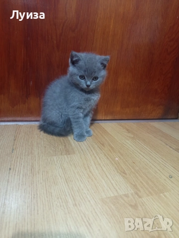 Продавам британки, снимка 5 - Британска късокосместа - 53459247