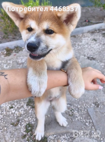 Бебета Акита Ину, снимка 3 - Акита ину - 51787723