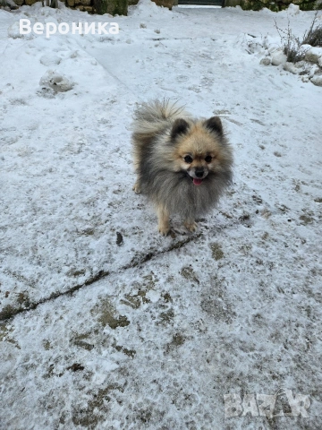 померан момче, снимка 3 - Померан - 53224266