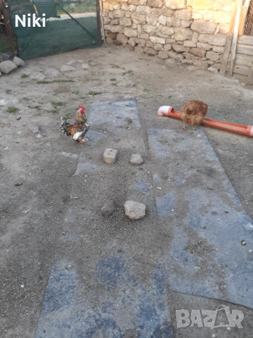 Продавам минало годишни кокошки 5бр.и два броя петли, снимка 2 - други­ - 54037469