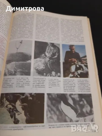 Стара книга Какво знаем за птиците, снимка 4 - Енциклопедии, справочници - 50428294