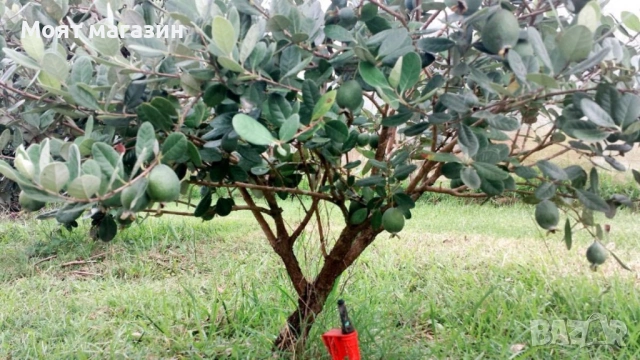 Фейхоа Ананасова Гуава, снимка 5 - Градински цветя и растения - 53641210