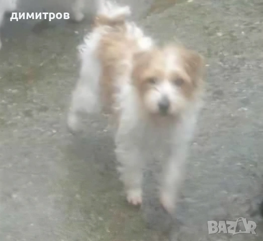 Излишна женска Парсон ръсел териер , снимка 2 - Джак ръсел териер - 53250489