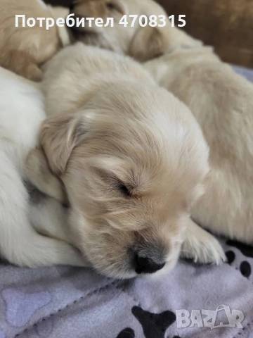 Голдън ретривър игрив мъник , снимка 7 - Голдън ретривър - 54173947