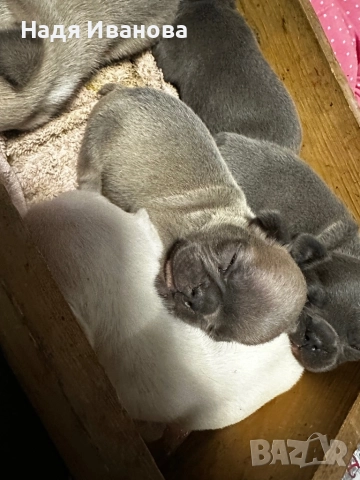 Френски булдог, снимка 3 - Френски булдог - 52687083