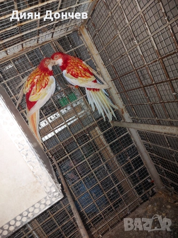 Продавам розели