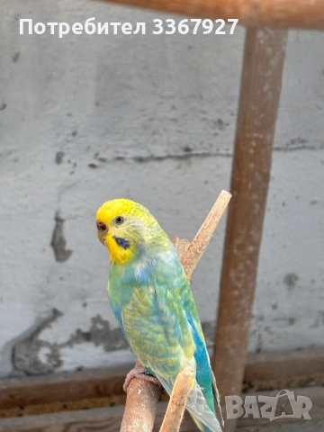 Вълнисти рейнбоу , снимка 4 - Папагали - 51943973