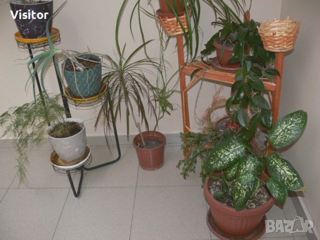 Panasonic Lumix DMC-FZ30, снимка 14 - Фотоапарати - 53636514