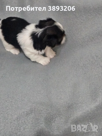 йоркширски териер-бивер, снимка 8 - Йоркширски териер - 52805290