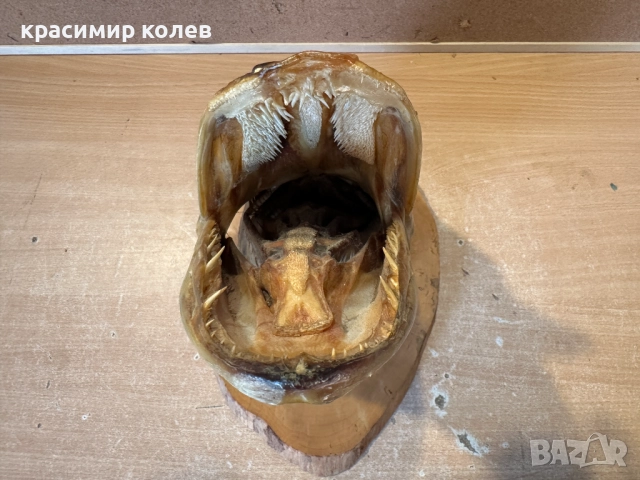 голяма препарирана глава на щука/сувенир за стена/, снимка 5 - Декорация за дома - 52898619