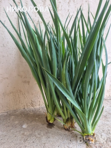 ГРАДИНСКА ЮКА