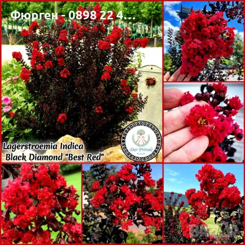 Индийски люляк Lagerstroemia indica Black Diamond Crimson red, снимка 1 - Разсади - 47427461