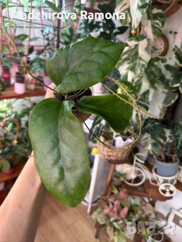 Hoya ah 032, снимка 1