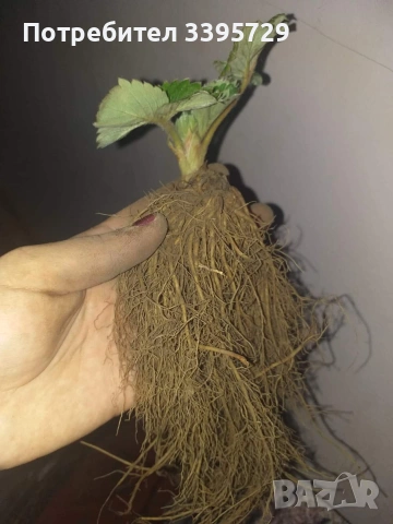 разсад за ягоди и малини записвам за март месец , снимка 7 - Разсади - 53264142